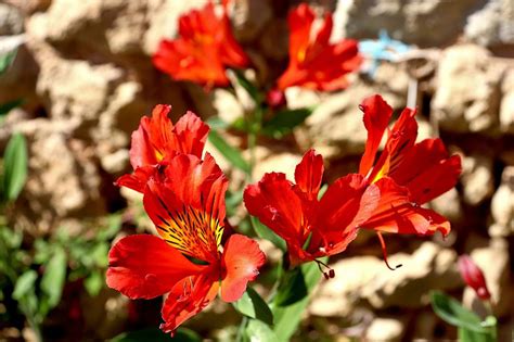 Are Alstroemeria Flowers Toxic to Cats?