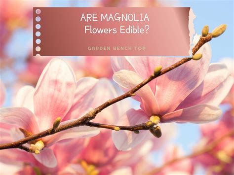 Are Magnolia Flowers Edible?