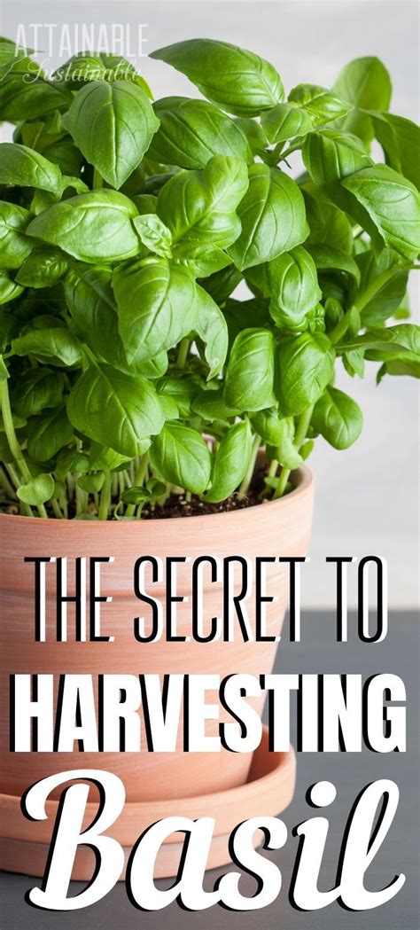 Can You Harvest Basil After It Flowers?