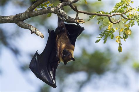 Can You Have a Fruit Bat as a Pet?