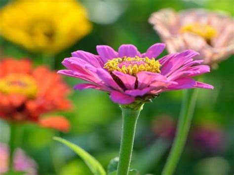 Do Deer Eat Zinnia Flowers?