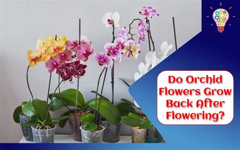 Do Orchid Flowers Grow Back?