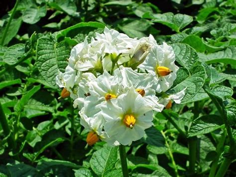 Do Potato Plants Have Flowers?