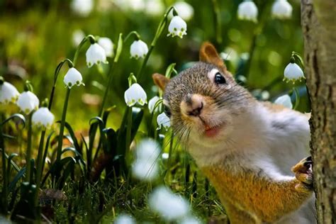 Flowers That Squirrels Won't Eat