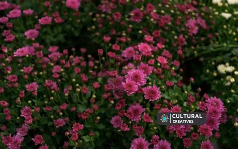 How Many Purple Flowers on Ginger Island?