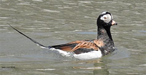 The Molt of Male Waterfowl into Colorful Breeding Plumage