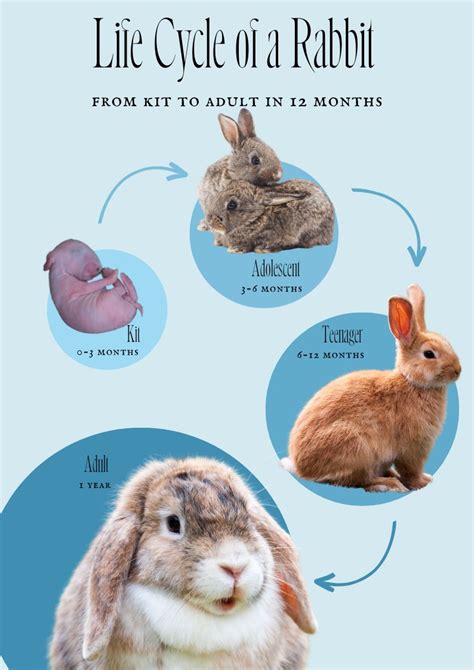 What Age Do Rabbits Start Breeding?