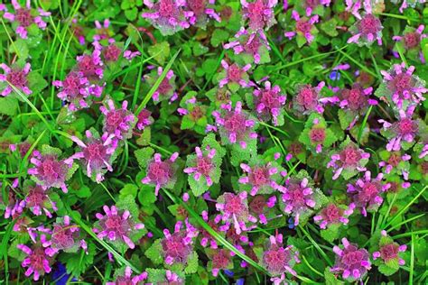 What Are The Weeds With Purple Flowers Called?