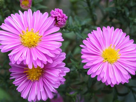 What Color Are Aster Flowers?