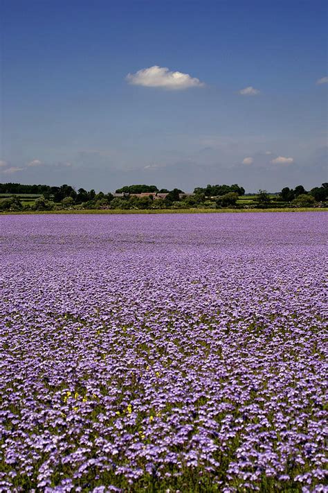 What Crop Has Purple Flowers in the Spring?