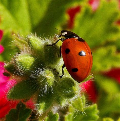 What Flowers Attract Ladybugs