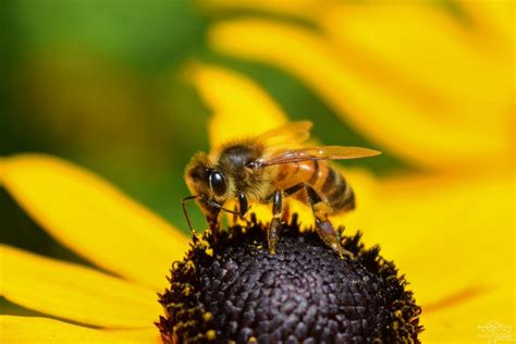 What Is the Relationship Between Bees and Flowers?