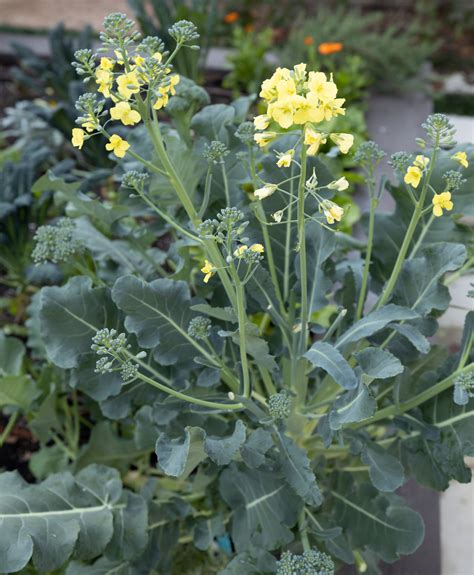 What to Do When Broccoli Flowers