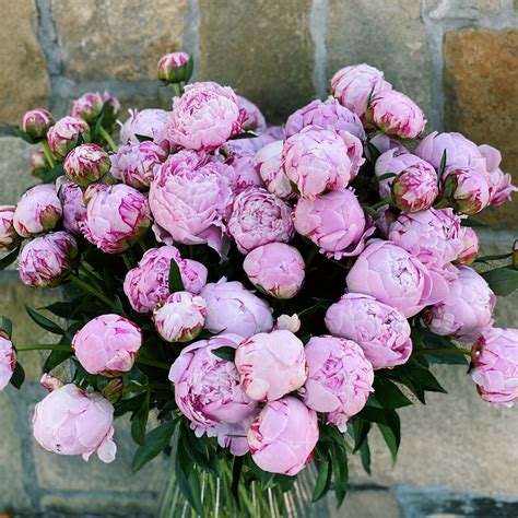 Where Can I Buy Peony Flowers?