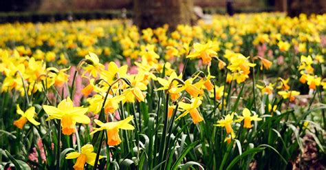 Why Do People Give Yellow Flowers on March 21?