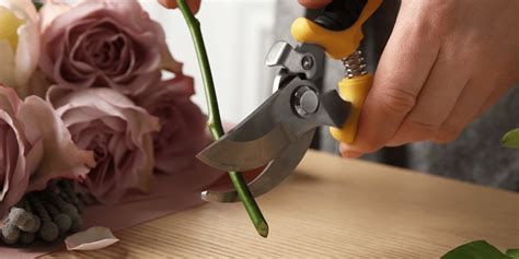 Why Do You Cut Flowers At An Angle?