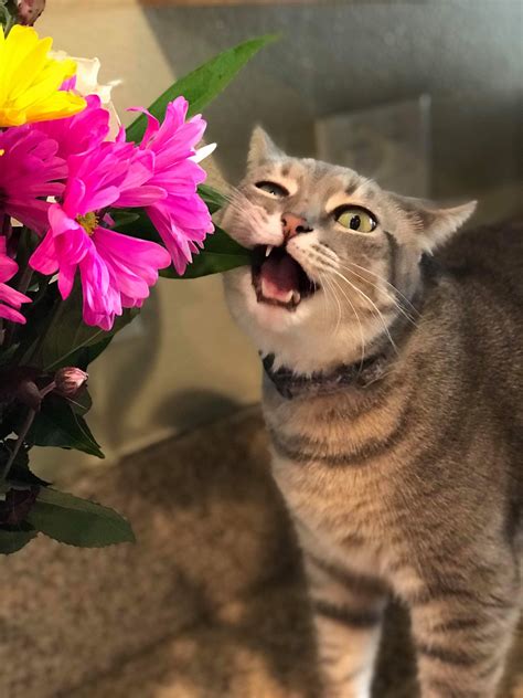 Why Does My Cat Eat Flowers?